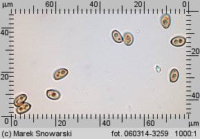 Stropharia aeruginosa (pierścieniak niebieskozielony)