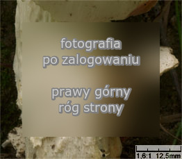 Amanita strobiliformis (muchomor szyszkowaty)