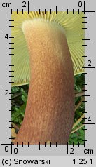 Tricholomopsis rutilans (rycerzyk czerwonozłoty)