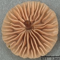 Paragymnopus perforans (twardziaczek kapuściany)