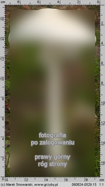 Amanita virosa (muchomor jadowity)