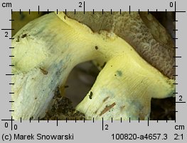 Butyriboletus fechtneri (masłoborowik blednący)