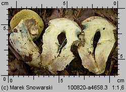Butyriboletus fechtneri (masłoborowik blednący)