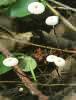 Marasmius rotula (twardzioszek obrożowy)