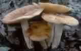 Russula foetens (gołąbek śmierdzący)