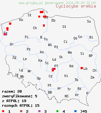 znaleziska Cyclocybe erebia (polownica czekoladowobrązowa) na terenie Polski