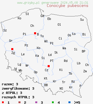 znaleziska Conocybe pubescens (stożkówka owłosiona) na terenie Polski