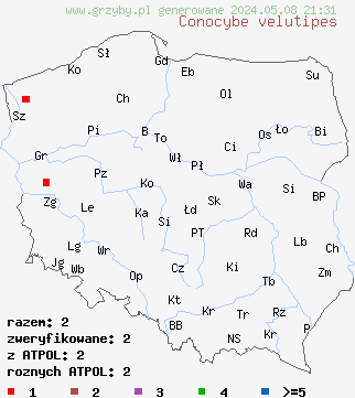 znaleziska Conocybe velutipes (stożkówka owłosionotrzonowa) na terenie Polski