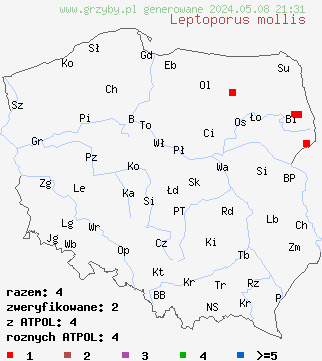 znaleziska Leptoporus mollis (małoporek miękki) na terenie Polski