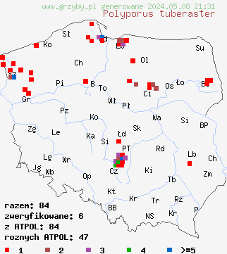 znaleziska Polyporus tuberaster (żagiew guzowata) na terenie Polski