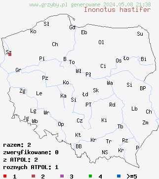 znaleziska Inonotus hastifer (błyskoporek rozpostarty) na terenie Polski