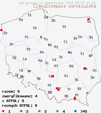 znaleziska Clavulinopsis corniculata (goździeniowiec mączny) na terenie Polski