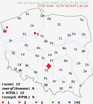 znaleziska Stereum ochraceoflavum (skórnik gałązkowy) na terenie Polski