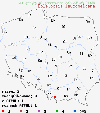 znaleziska Boletopsis leucomelaena (szaraczek świerkowy) na terenie Polski