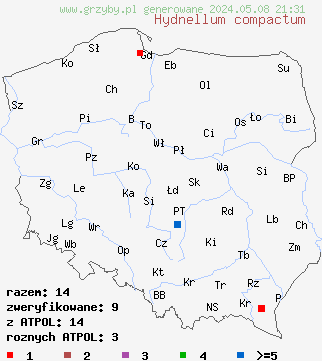 znaleziska Hydnellum compactum (kolczakówka żółtobrązowa) na terenie Polski