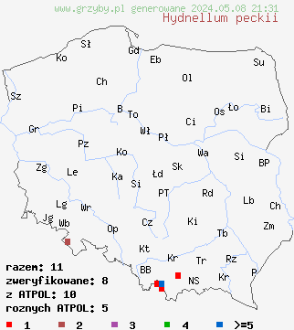 znaleziska Hydnellum peckii (kolczakówka piekąca) na terenie Polski