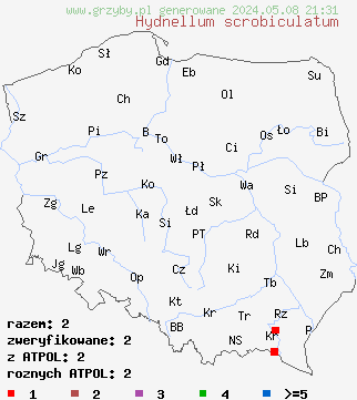 znaleziska Hydnellum scrobiculatum (kolczakówka dołkowana) na terenie Polski