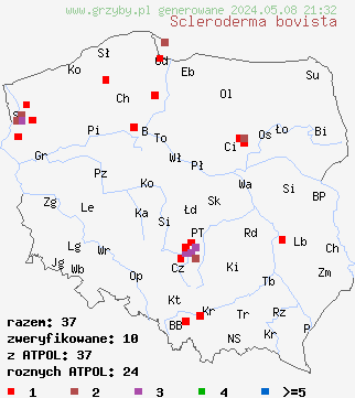 znaleziska Scleroderma bovista (tęgoskór kurzawkowy) na terenie Polski