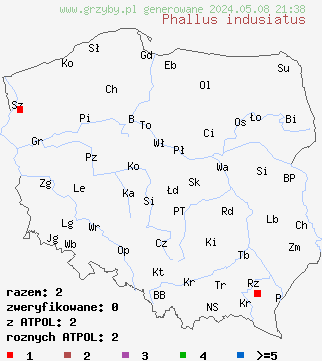znaleziska Phallus indusiatus (sromotnik woalkowy) na terenie Polski