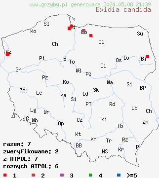znaleziska Exidia candida (kisielnica kosmata) na terenie Polski