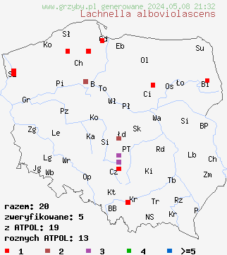 znaleziska Lachnella alboviolascens (wełniczka białofioletowa) na terenie Polski