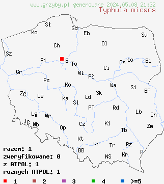 znaleziska Typhula micans (pałecznica fioletowawa) na terenie Polski