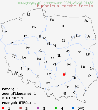 znaleziska Hydnotrya cerebriformis (truflica mózgokształtna) na terenie Polski
