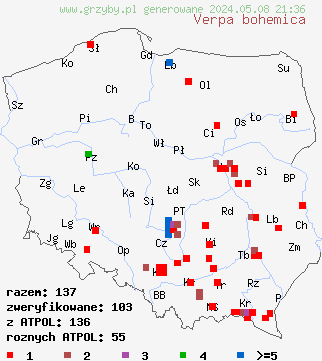 znaleziska Verpa bohemica (naparstniczka czeska) na terenie Polski