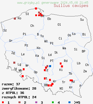znaleziska Suillus cavipes (maślak dęty) na terenie Polski