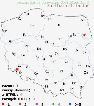 znaleziska Suillus collinitus (maślak rdzawobrązowy) na terenie Polski