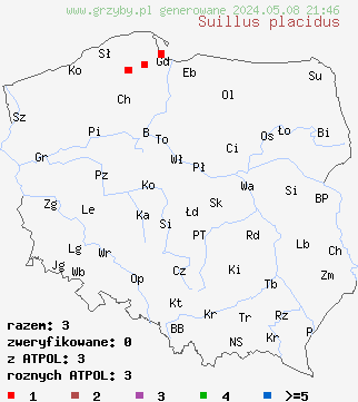 znaleziska Suillus placidus (maślak wejmutkowy) na terenie Polski
