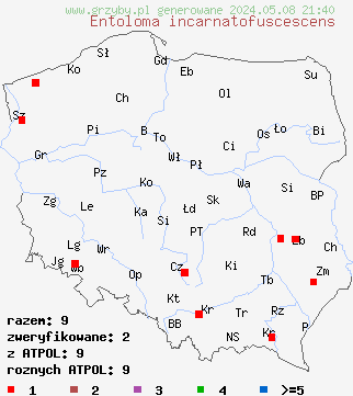 znaleziska Entoloma incarnatofuscescens (dzwonkówka niebieskostopa) na terenie Polski