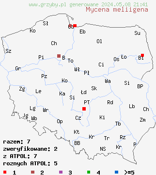 znaleziska Mycena meliigena (grzybówka purpurowobrązowa) na terenie Polski