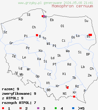 znaleziska Homophron cernuum (kołpaczek zwisły) na terenie Polski