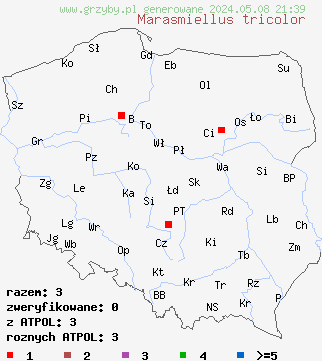 znaleziska Marasmiellus tricolor (twardziaczek trójbarwny) na terenie Polski