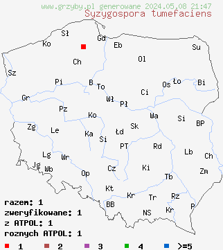 znaleziska Syzygospora tumefaciens (grzyboniszczka zniekształcająca) na terenie Polski