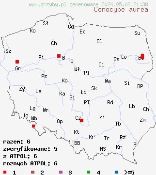 znaleziska Conocybe aurea (stożkówka złota) na terenie Polski