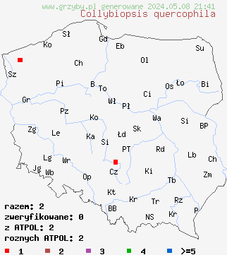 znaleziska Collybiopsis quercophila (szczetkostopek dębowy) na terenie Polski