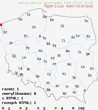znaleziska Agaricus macrocarpus (pieczarka wielkoowocnikowa) na terenie Polski
