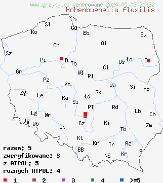 znaleziska Hohenbuehelia fluxilis (bocznianka białoszara) na terenie Polski