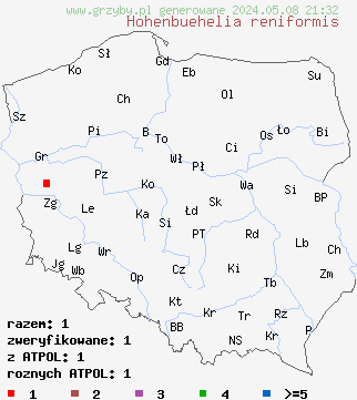 znaleziska Hohenbuehelia reniformis (bocznianka nerkowata) na terenie Polski