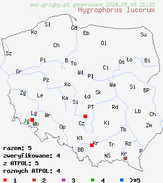 znaleziska Hygrophorus lucorum (wodnicha modrzewiowa) na terenie Polski