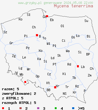 znaleziska Mycena tenerrima (grzybówka delikatna) na terenie Polski