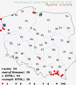 znaleziska Mycena crocata (grzybówka szafranowa) na terenie Polski