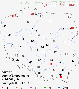 znaleziska Gymnopus foetidus (twardziaczek cuchnący) na terenie Polski