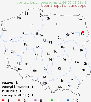 znaleziska Coprinopsis canoceps (czernidłak drobny) na terenie Polski