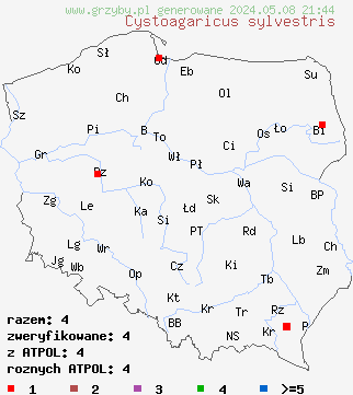 znaleziska Cystoagaricus sylvestris (kruchopieczarka topolowa) na terenie Polski