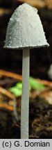 Coprinopsis nivea (czernidłak śnieżnobiały)