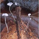 Mycena polyadelpha (grzybówka dębowa)