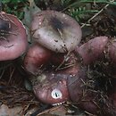 Russula fragilis (gołąbek kruchy)